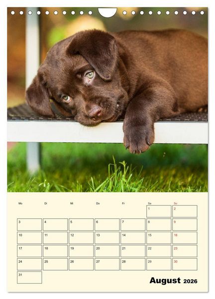 Produktbild: Familienplaner - Labrador Welpen entdecken die Welt (Wandkalender 2026 DIN A4 hoch), CALVENDO Monatskalender