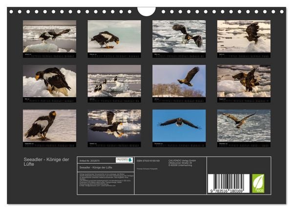Produktbild: Seeadler - K&ouml;nige der L&uuml;fte (Wandkalender 2026 DIN A4 quer), CALVENDO Monatskalender