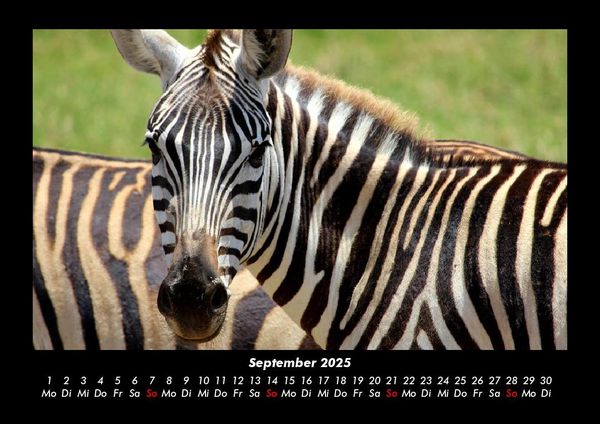 Produktbild: Zebrazauber 2025 Fotokalender DIN A3