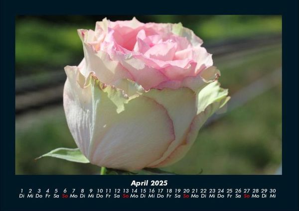 Produktbild: Rosentraum 2025 Fotokalender DIN A4