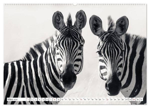 Produktbild: Emotionale Momente: Zebras - black & white. (Wandkalender 2026 DIN A2 quer), CALVENDO Monatskalender