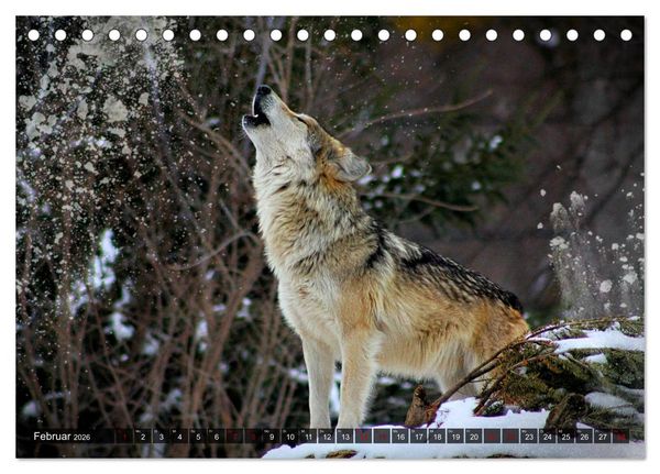 Produktbild: Begegnung mit dem Wolf (Tischkalender 2026 DIN A5 quer), CALVENDO Monatskalender