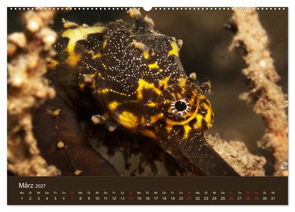 Produktbild: Meerestiere unter der Lupe - Unterwasserkalender (Wandkalender 2027 DIN A2 quer), CALVENDO Monatskalender