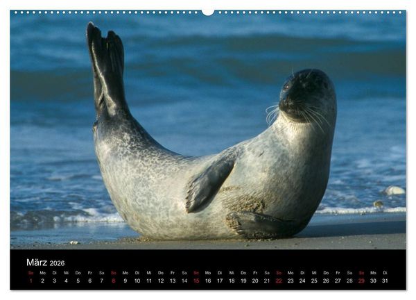 Produktbild: Faszination Kegelrobben und Seehunde 2026 (Wandkalender 2026 DIN A2 quer), CALVENDO Monatskalender