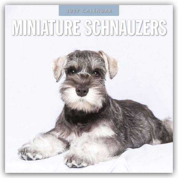 Produktbild: Miniature Schnauzer &ndash; Zwergschnauzer 2027 &ndash; 16-Monatskalender