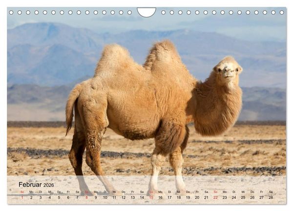 Produktbild: Kamele in der W&uuml;stensonne (Wandkalender 2026 DIN A4 quer), CALVENDO Monatskalender