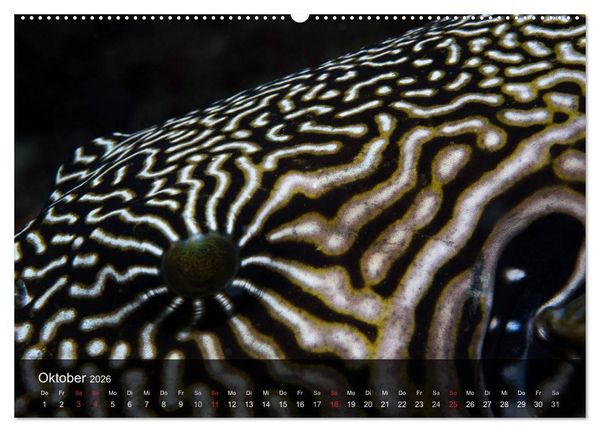 Produktbild: Unterwasser Strukuren (hochwertiger Premium Wandkalender 2026 DIN A2 quer), Kunstdruck in Hochglanz