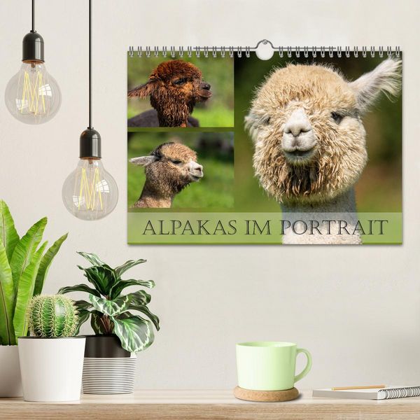Produktbild: Alpakas im Portrait (Wandkalender 2026 DIN A4 quer), CALVENDO Monatskalender