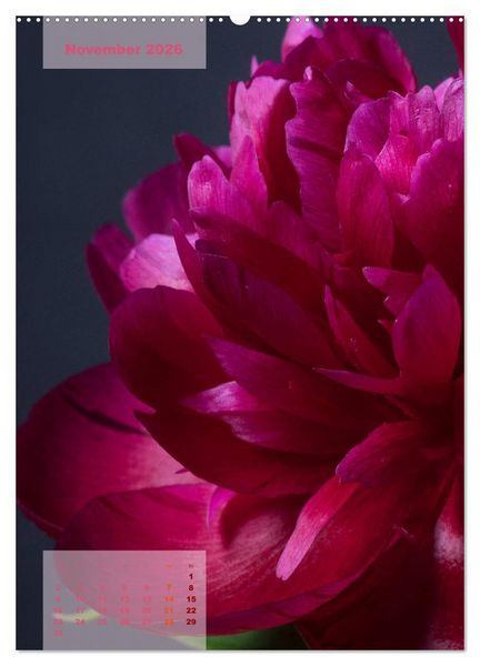 Produktbild: Die K&ouml;nigin der Rosen (Wandkalender 2026 DIN A2 hoch), CALVENDO Monatskalender