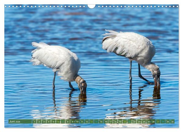 Produktbild: Waldstorch und Anhinga (Wandkalender 2026 DIN A3 quer), CALVENDO Monatskalender