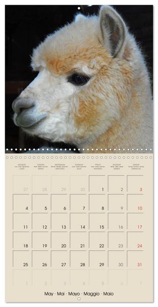 Produktbild: Alpacas & Llamas (Wall Calendar 2026 12 &times; 12 Inch) CALVENDO 12 Month Wall Calendar