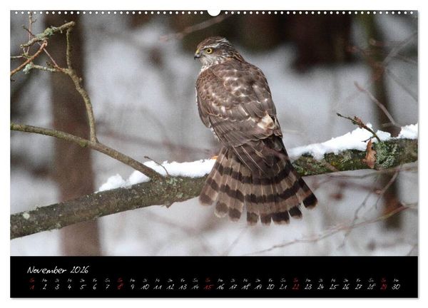 Produktbild: Heimische Eulen und Greife (hochwertiger Premium Wandkalender 2026 DIN A2 quer), Kunstdruck in Hochglanz