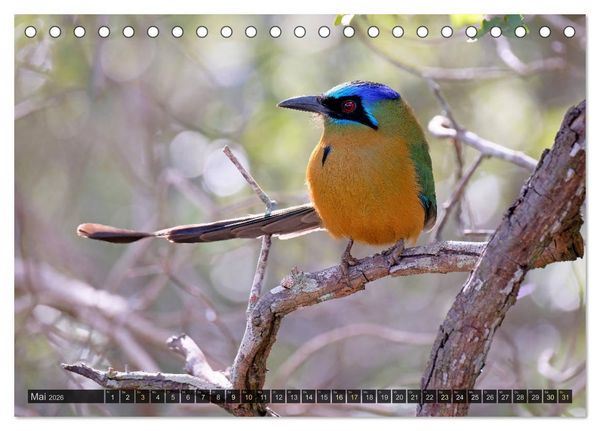 Produktbild: Tiere im Pantanal - viaje.ch (Tischkalender 2026 DIN A5 quer), CALVENDO Monatskalender