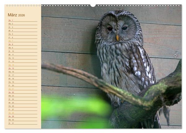 Produktbild: Eulen (Wandkalender 2026 DIN A2 quer), CALVENDO Monatskalender