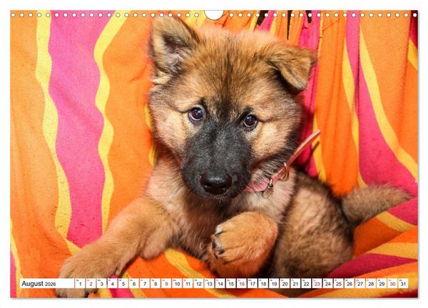 Produktbild: Eurasier, der Hund im Wolfspelz (Wandkalender 2026 DIN A3 quer), CALVENDO Monatskalender