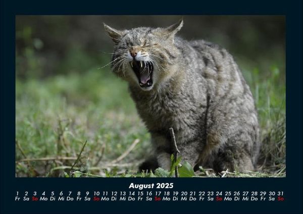 Produktbild: F&uuml;r Katzenfreunde 2025 Fotokalender DIN A4