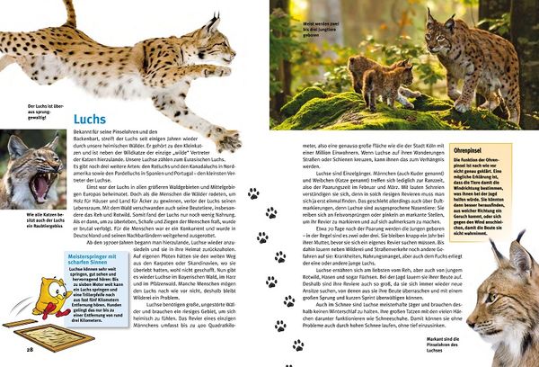 Produktbild: Entdecke heimische Wildtiere