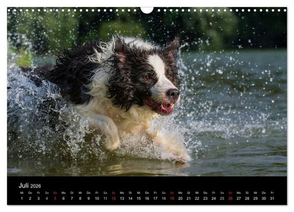 Produktbild: Border Collie 2026 (Wandkalender 2026 DIN A3 quer), CALVENDO Monatskalender