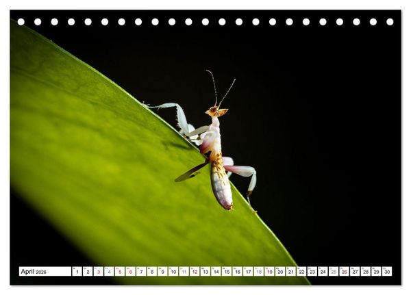 Produktbild: Im Bann der Mantis (Tischkalender 2026 DIN A5 quer), CALVENDO Monatskalender