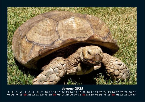 Produktbild: Schildkr&ouml;tenzauber 2025 Fotokalender DIN A4