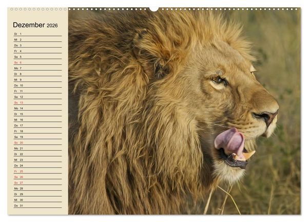 Produktbild: L&ouml;wen in freier Wildbahn (hochwertiger Premium Wandkalender 2026 DIN A2 quer), Kunstdruck in Hochglanz