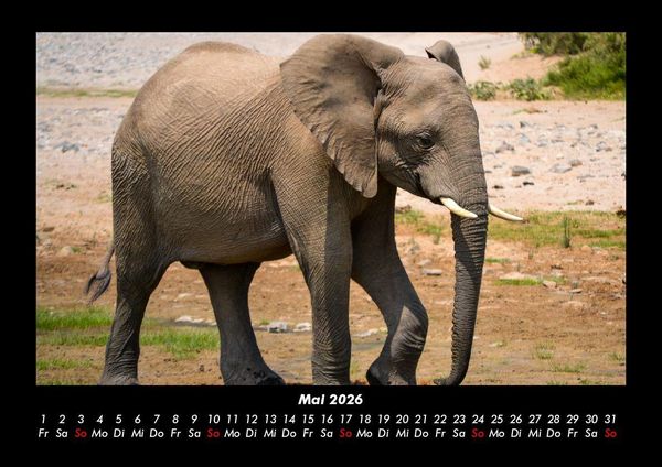 Produktbild: Der Elefantenkalender 2026 Fotokalender DIN A3