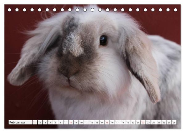 Produktbild: Kaninchen und Hasen (Tischkalender 2026 DIN A5 quer), CALVENDO Monatskalender