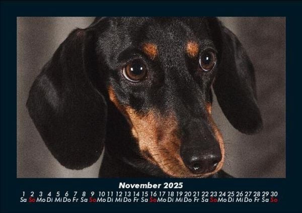 Produktbild: Hundezauber 2025 Fotokalender DIN A5