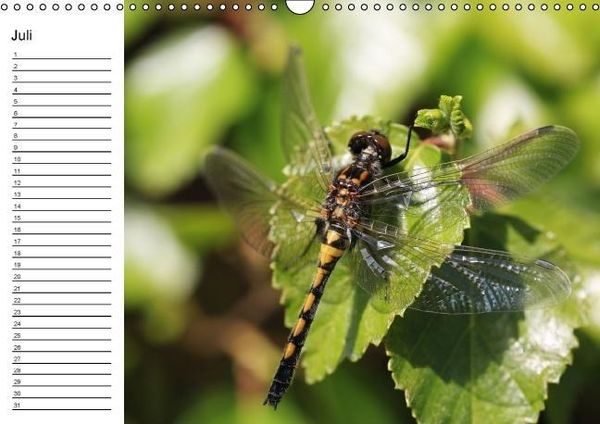 Produktbild: Libellen Geburtstagskalender (Wandkalender immerw&auml;hrend DIN A3 quer)