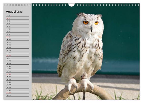 Produktbild: Eulen. W&auml;chter der Nacht (Wandkalender 2026 DIN A3 quer), CALVENDO Monatskalender