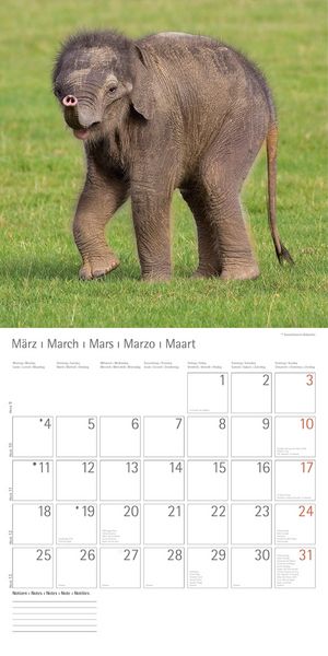 Produktbild: Elefanten - T & C-Kalender 2013
