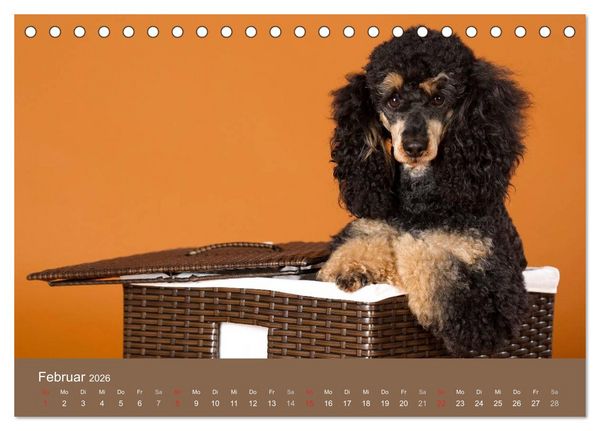 Produktbild: Pudel (Tischkalender 2026 DIN A5 quer), CALVENDO Monatskalender