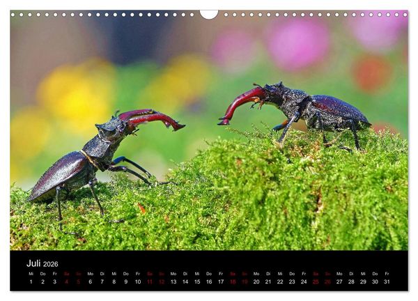 Produktbild: Der Waldspaziergang (Wandkalender 2026 DIN A3 quer), CALVENDO Monatskalender