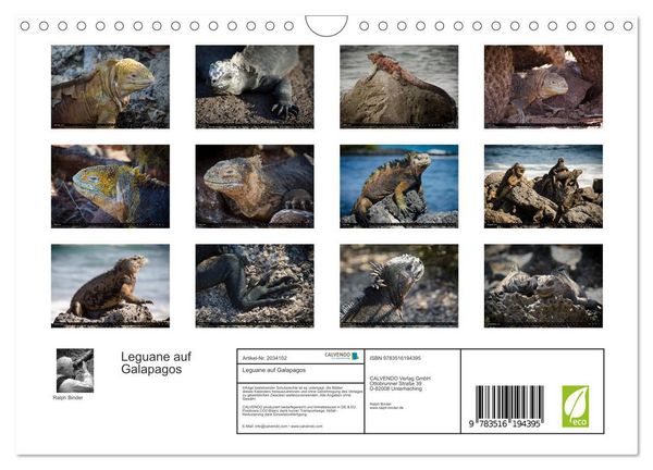 Produktbild: Leguane auf Galapagos (Wandkalender 2026 DIN A4 quer), CALVENDO Monatskalender