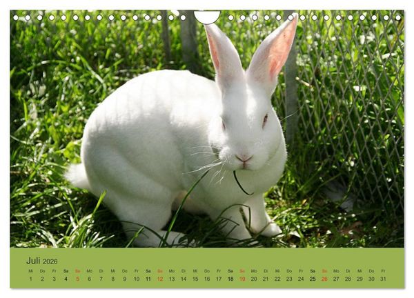 Produktbild: Rex - Kaninchen (Wandkalender 2026 DIN A4 quer), CALVENDO Monatskalender