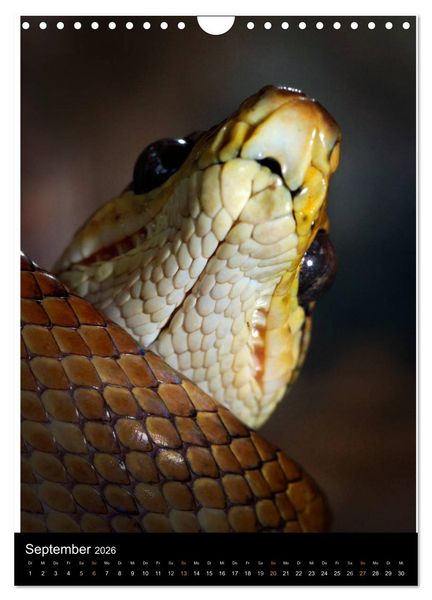 Produktbild: Auge in Auge mit coolen Typen - REPTILIEN (Wandkalender 2026 DIN A4 hoch), CALVENDO Monatskalender