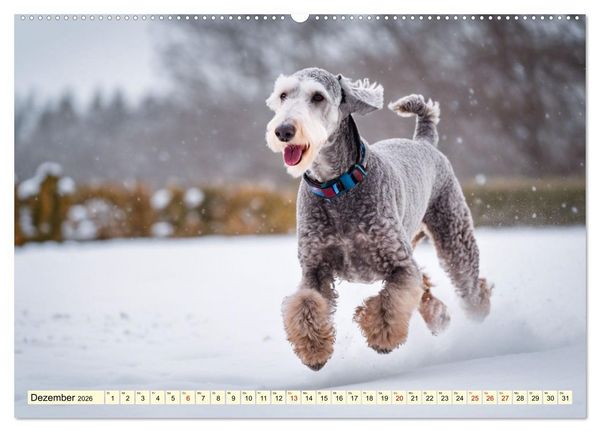 Produktbild: Bedlington Terrier - Hunde im Schafspelz (Wandkalender 2026 DIN A2 quer), CALVENDO Monatskalender
