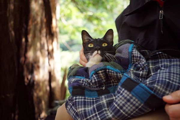 Produktbild: Cat Daddies - Freunde f&uuml;r sieben Leben