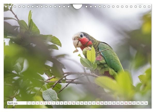 Produktbild: Birds of Cuba Island (Wall Calendar 2026 DIN A4 landscape), CALVENDO 12 Month Wall Calendar