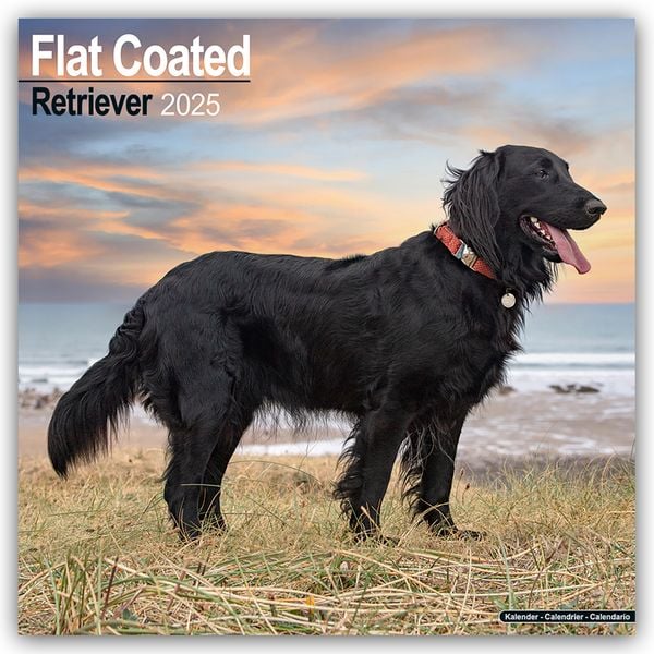 Flat-Coated Retriever 2025 - 16-Monatskalender