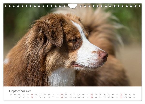 Produktbild: Australian Shepherd 2026 (Wandkalender 2026 DIN A4 quer), CALVENDO Monatskalender