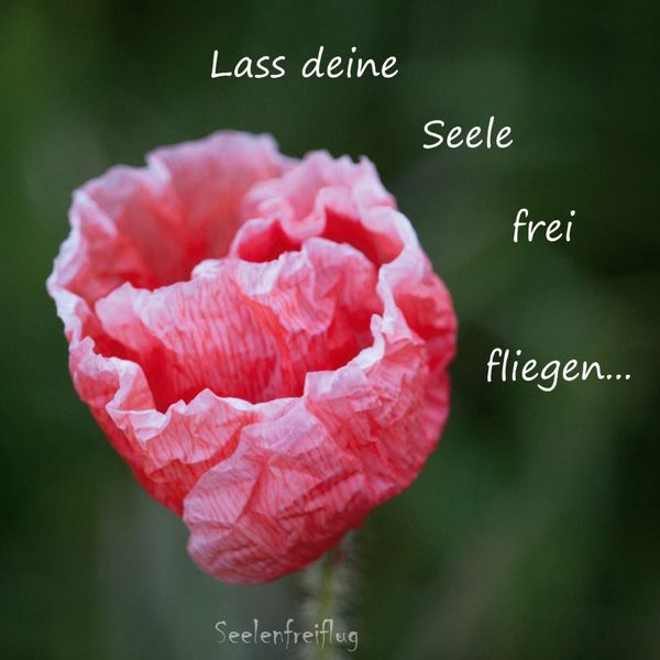 Produktbild: Lass deine Seele frei fliegen