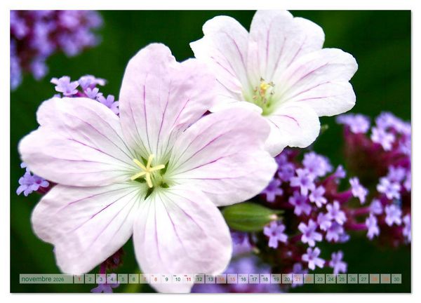 Produktbild: DES FLEURS ENCHANTERESSES (Calendrier mural 2026 DIN A2 vertical), CALVENDO calendrier mensuel