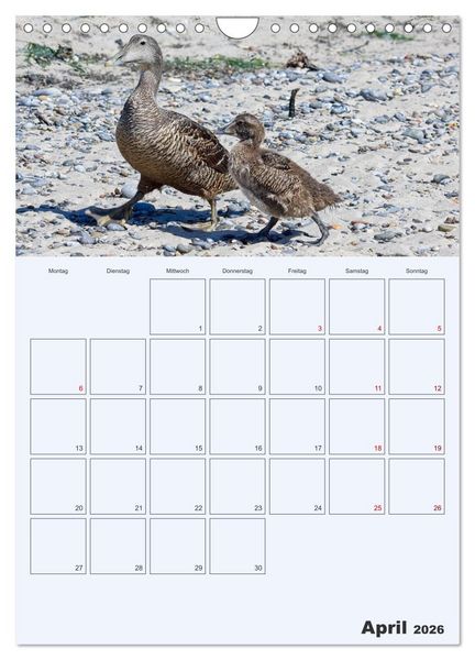 Produktbild: Wildes Leben auf Helgoland (Wandkalender 2026 DIN A4 hoch), CALVENDO Monatskalender