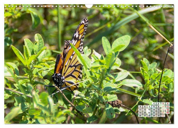 Produktbild: Kanadas charmante Kleintiere - Bezaubernde Einblicke in die Natur (Wandkalender 2026 DIN A3 quer), CALVENDO Monatskalender
