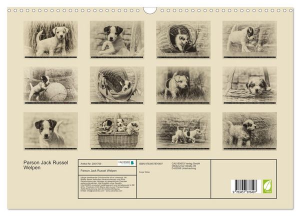 Produktbild: Parson Jack Russel Welpen (Wandkalender 2026 DIN A3 quer), CALVENDO Monatskalender
