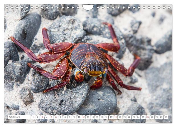 Produktbild: Galapagos. Verzauberte Inseln (Wandkalender 2026 DIN A4 quer), CALVENDO Monatskalender