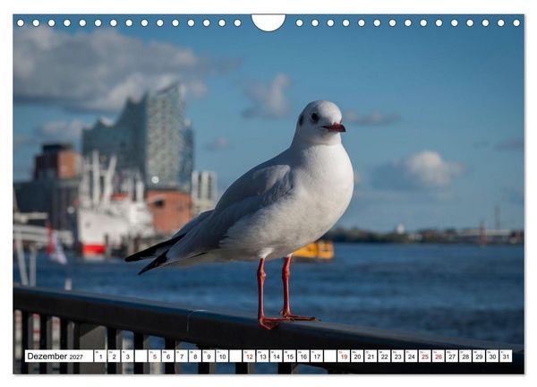 Produktbild: M&ouml;wen- Botschafter des Windes (Wandkalender 2027 DIN A4 quer), CALVENDO Monatskalender