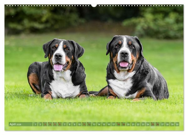 Produktbild: Gro&szlig;e Schweizer - Gigantische Sennenhunde (hochwertiger Premium Wandkalender 2026 DIN A2 quer), Kunstdruck in Hochglanz