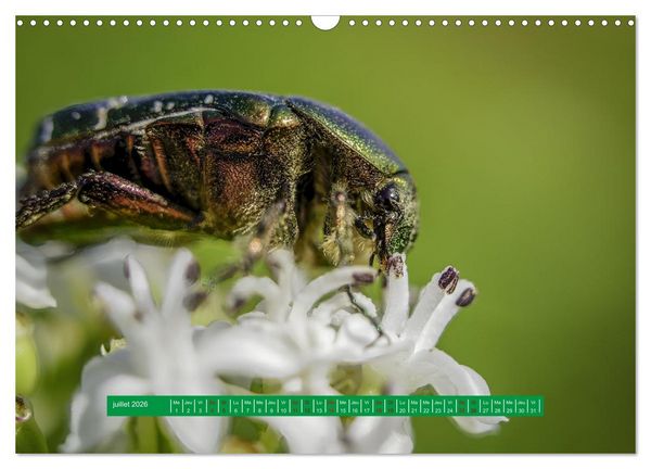 Produktbild: La vie de nos prairie, les ombellif&egrave;res (Calendrier mural 2026 DIN A3 vertical), CALVENDO calendrier mensuel